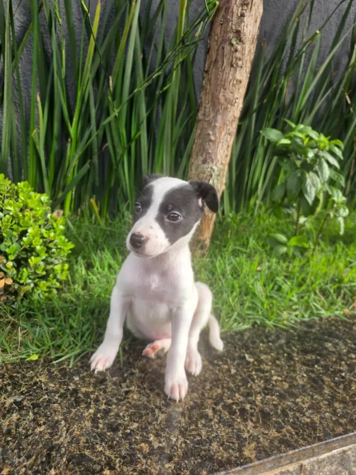 Cachorro ra a SRD-ViraLata idade 2 a 6 meses nome Cristal