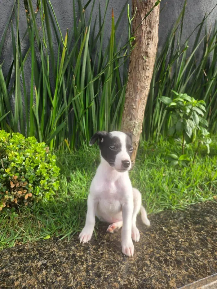 Cachorro ra a SRD-ViraLata idade 2 a 6 meses nome Cristal