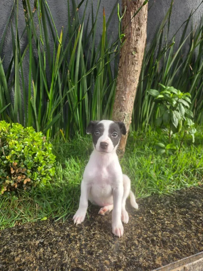 Cachorro ra a SRD-ViraLata idade 2 a 6 meses nome Cristal