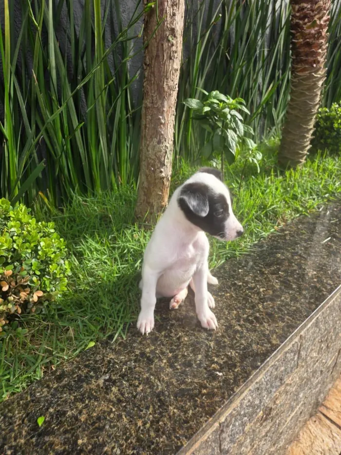 Cachorro ra a SRD-ViraLata idade 2 a 6 meses nome Cristal