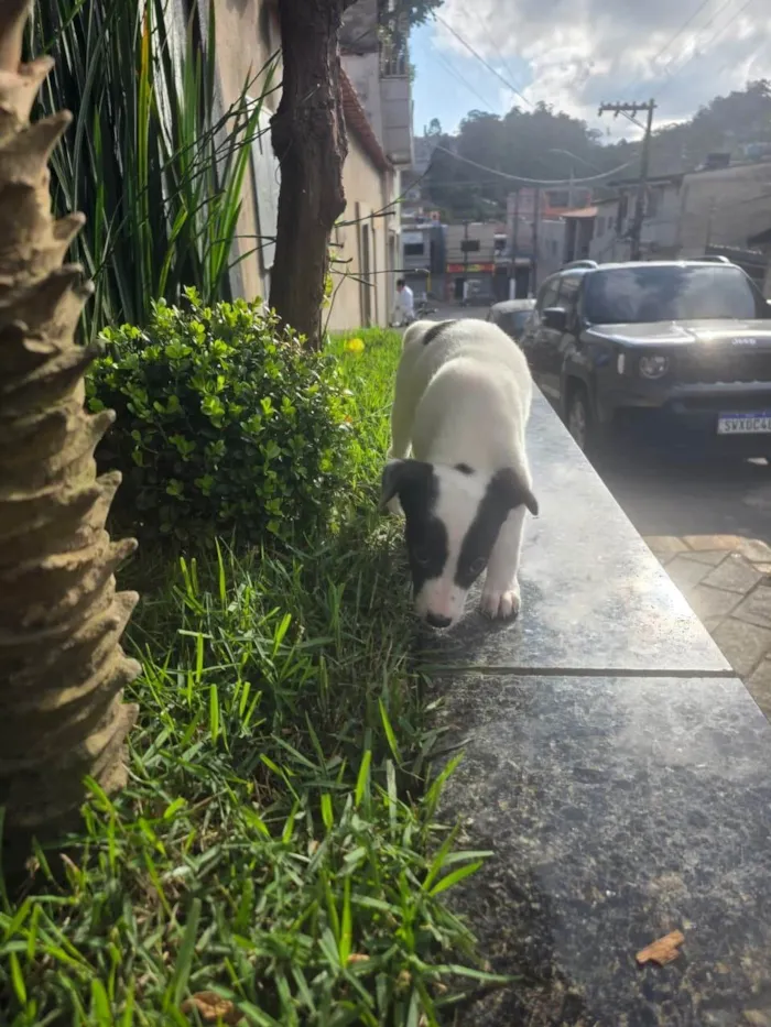 Cachorro ra a SRD-ViraLata idade 2 a 6 meses nome Cristal