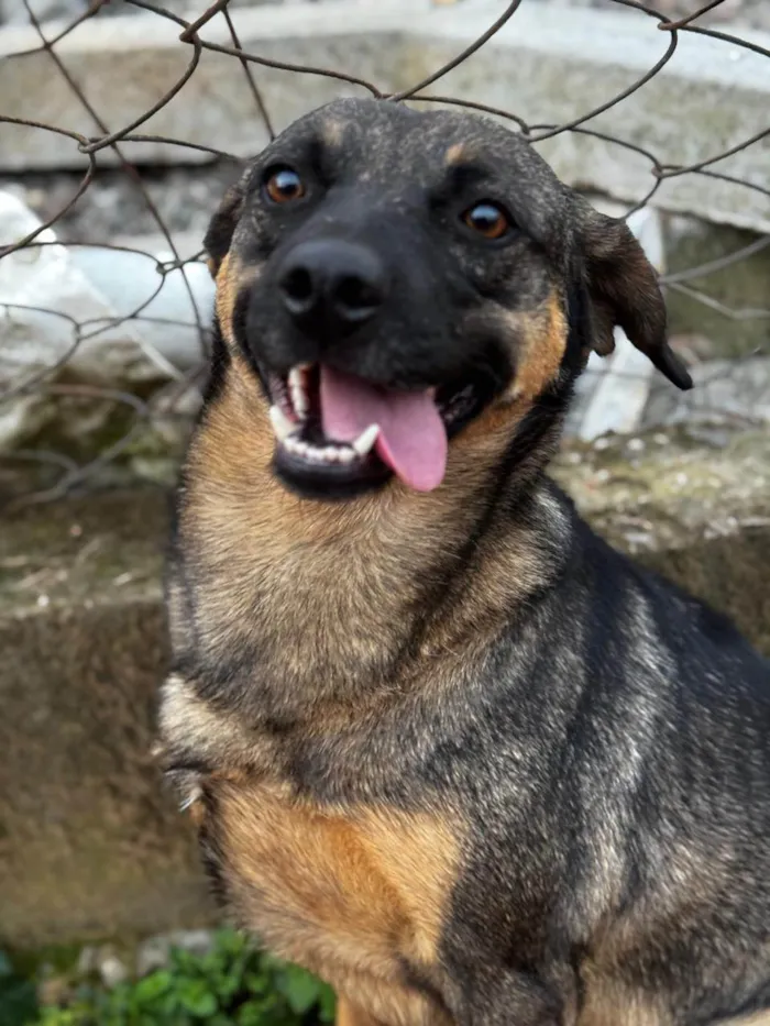 Cachorro raça SRD-ViraLata idade 3 anos nome Star