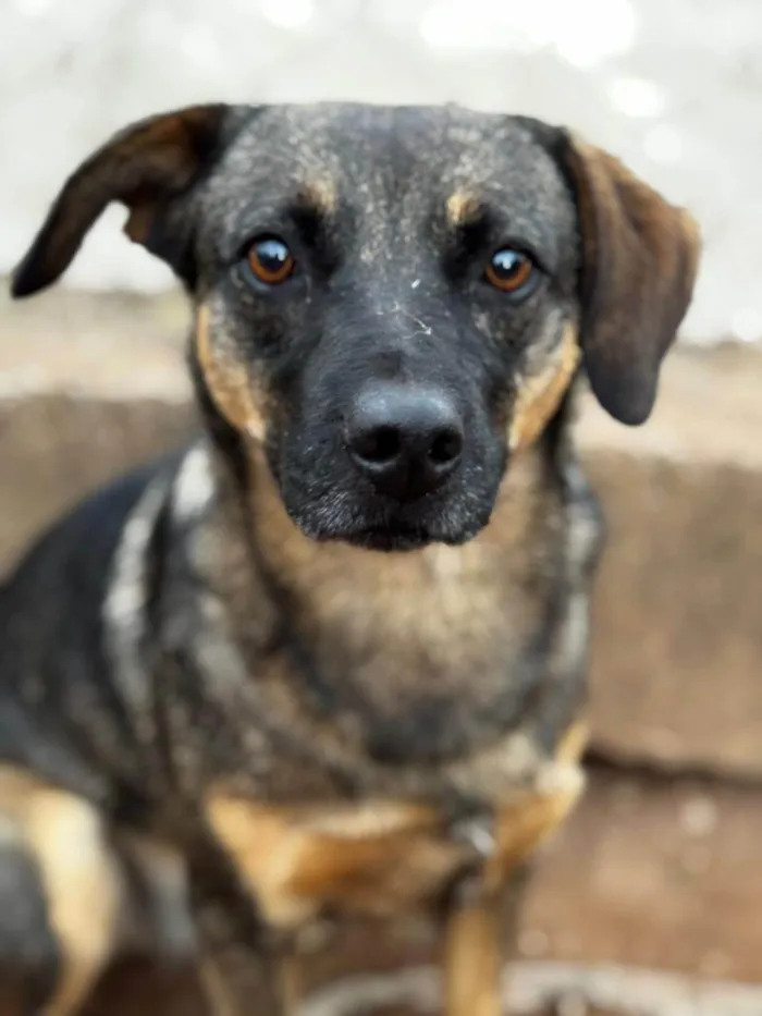 Cachorro raça SRD-ViraLata idade 3 anos nome Star