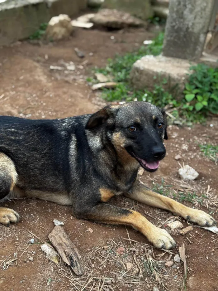 Cachorro raça SRD-ViraLata idade 3 anos nome Star