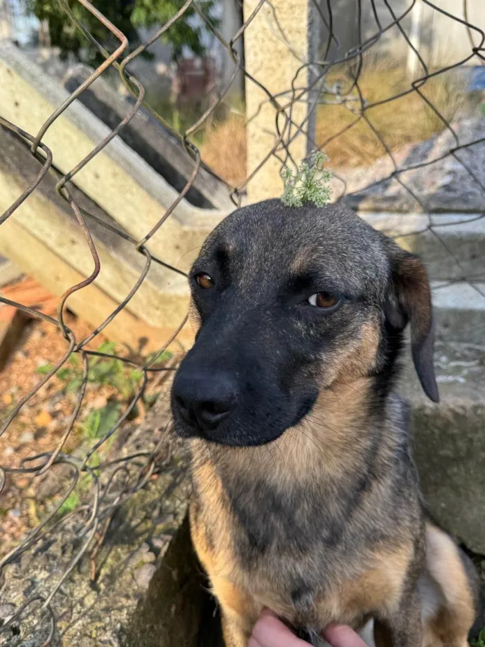 Cachorro raça SRD-ViraLata idade 3 anos nome Star