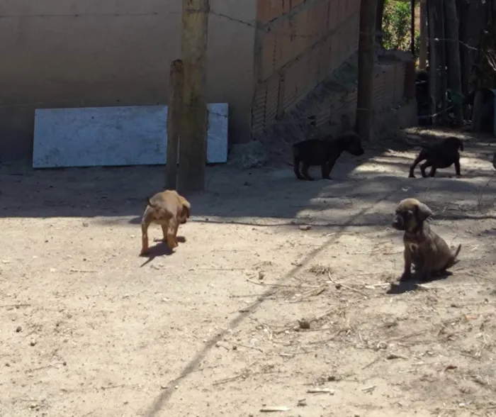 Cachorro ra a Basset-Cofap idade Abaixo de 2 meses nome Angela 