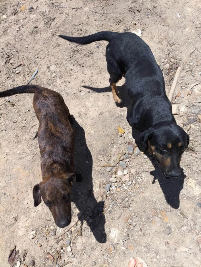 Cachorro ra a Basset-Cofap idade Abaixo de 2 meses nome Angela 