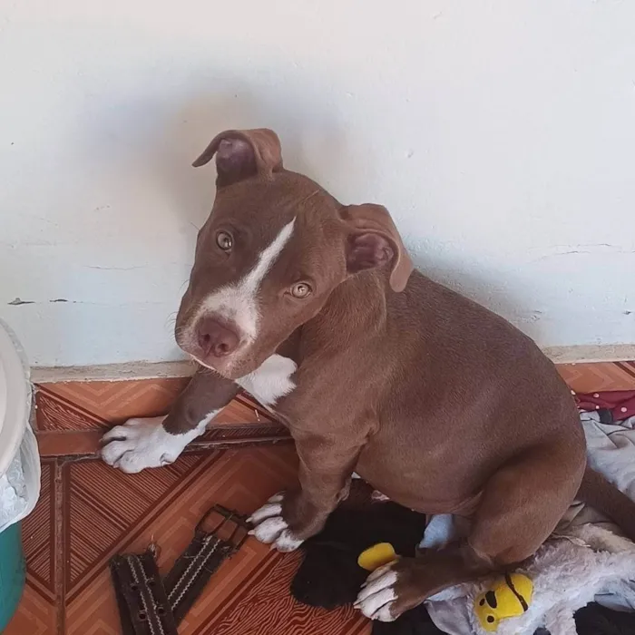 Cachorro ra a Pit-Bull idade 2 a 6 meses nome Carudo