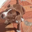 Carudo