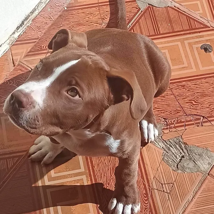 Cachorro ra a Pit-Bull idade 2 a 6 meses nome Carudo