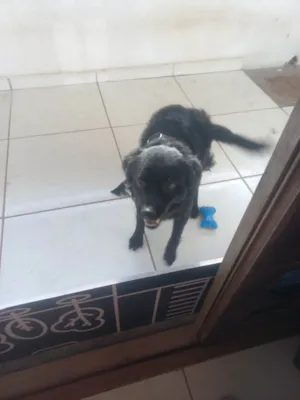 Cachorro raça SRD-ViraLata idade 1 ano nome Bonny