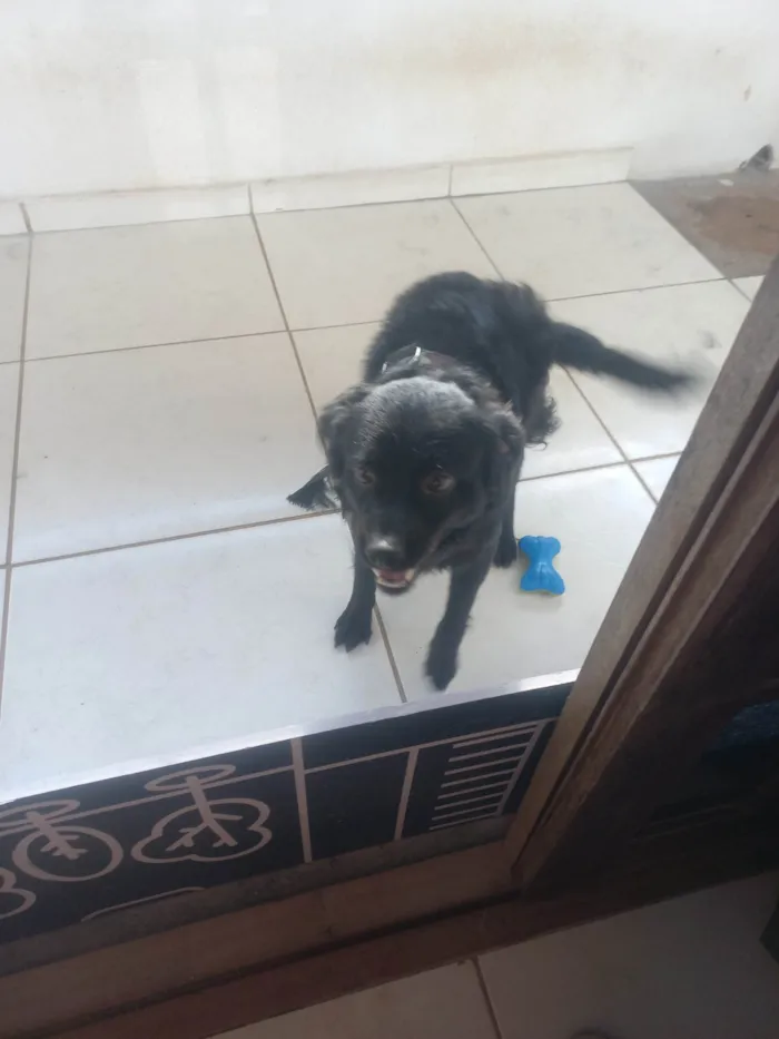 Cachorro ra a SRD-ViraLata idade 1 ano nome Bonny