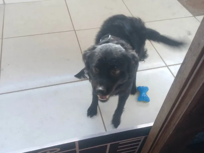 Cachorro ra a SRD-ViraLata idade 1 ano nome Bonny