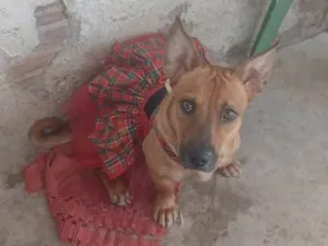 Cachorro raça SRD-ViraLata idade 1 ano nome Pandora 