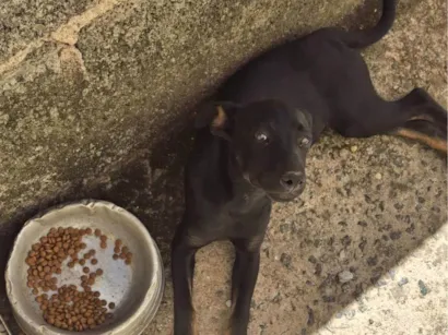 Cachorro raça SRD-ViraLata idade 7 a 11 meses nome Lunna