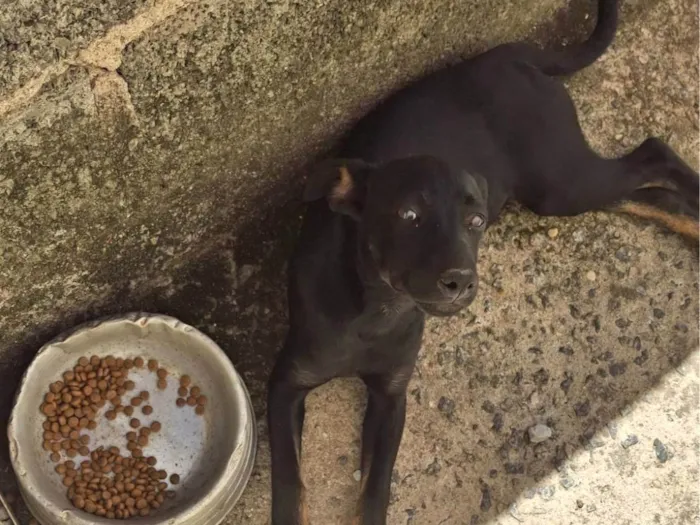 Cachorro ra a SRD-ViraLata idade 7 a 11 meses nome Lunna