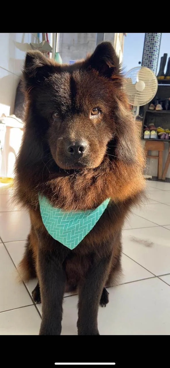 Cachorro ra a Chow Chow idade 3 anos nome Tut
