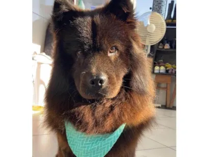 Cachorro raça Chow Chow idade 3 anos nome Tut