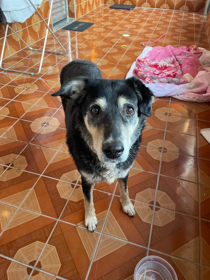 Cachorro ra a SRD-ViraLata idade 6 ou mais anos nome Sem nome 