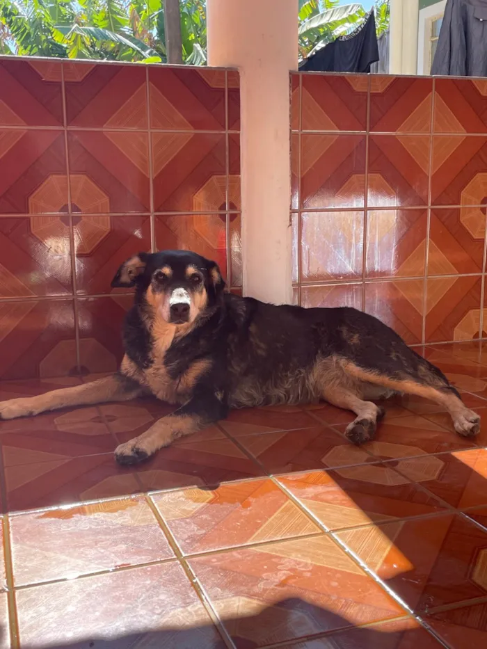 Cachorro ra a SRD-ViraLata idade 6 ou mais anos nome Sem nome 