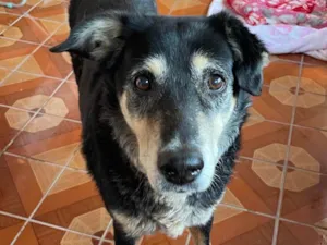 Cachorro raça SRD-ViraLata idade 6 ou mais anos nome Sem nome 