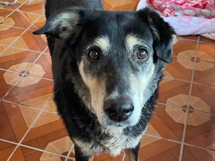 Cachorro ra a SRD-ViraLata idade 6 ou mais anos nome Sem nome 