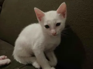 Gato raça Exótico idade 2 a 6 meses nome Nami, robin