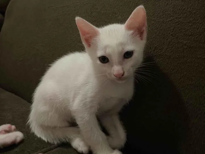 Gato ra a Exótico idade 2 a 6 meses nome Nami, robin