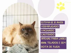 Gato raça Siamês idade 6 ou mais anos nome Mano