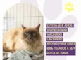Gato ra a Siamês idade 6 ou mais anos nome Mano