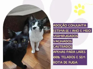 Gato raça SRD-ViraLata idade 2 anos nome Romeu e Nico