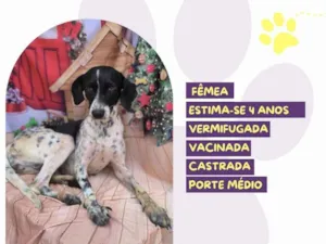 Cachorro raça SRD-ViraLata idade 4 anos nome Lady