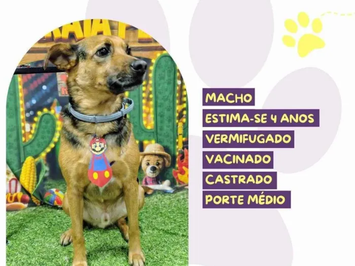 Cachorro ra a SRD-ViraLata idade 4 anos nome Duck