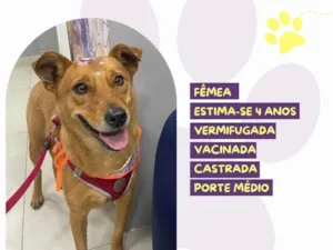 Cachorro raça SRD-ViraLata idade 4 anos nome Caramela 