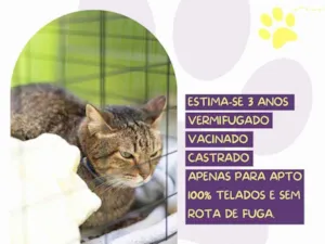 Gato raça SRD-ViraLata idade 3 anos nome Caco
