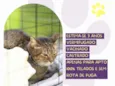 Gato ra a SRD-ViraLata idade 3 anos nome Caco