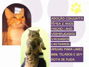 Gato raça SRD-ViraLata idade 2 anos nome Leona e Freddy