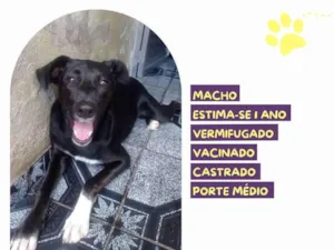 Cachorro raça SRD-ViraLata idade 1 ano nome Lupi
