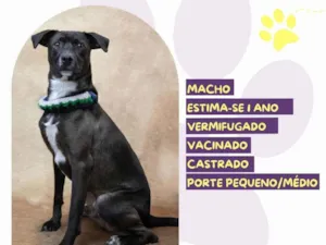 Cachorro raça SRD-ViraLata idade 1 ano nome Café