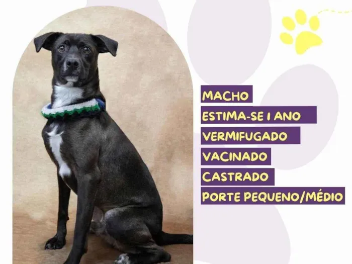 Cachorro ra a SRD-ViraLata idade 1 ano nome Café