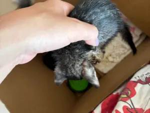 Gato raça SRD-ViraLata idade Abaixo de 2 meses nome Sem nome
