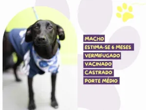 Cachorro raça SRD-ViraLata idade 7 a 11 meses nome Rex