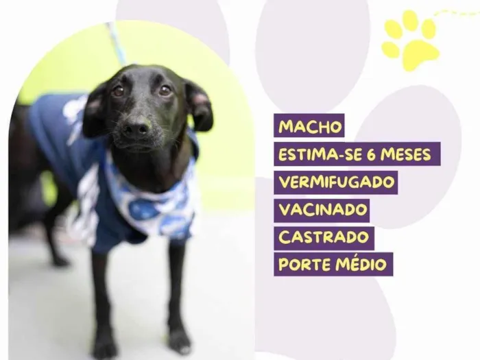 Cachorro ra a SRD-ViraLata idade 7 a 11 meses nome Rex