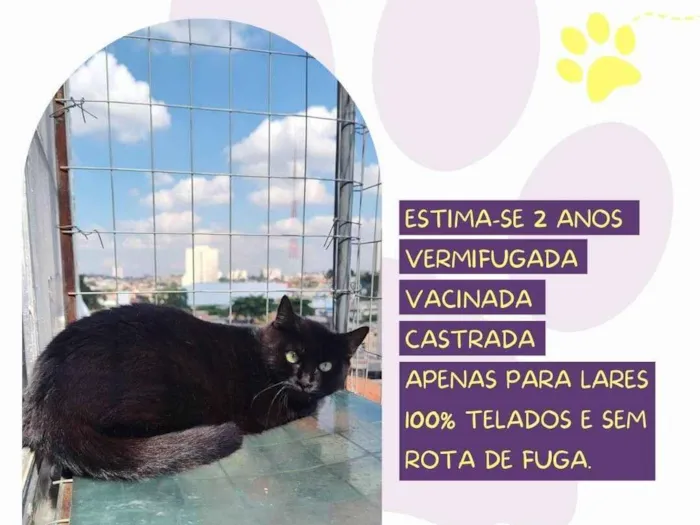 Gato raça SRD-ViraLata idade 2 anos nome Selina