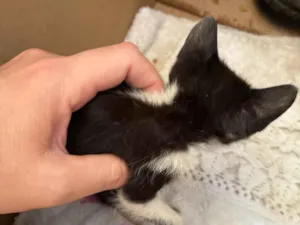 Gato raça SRD-ViraLata idade Abaixo de 2 meses nome Sem nome