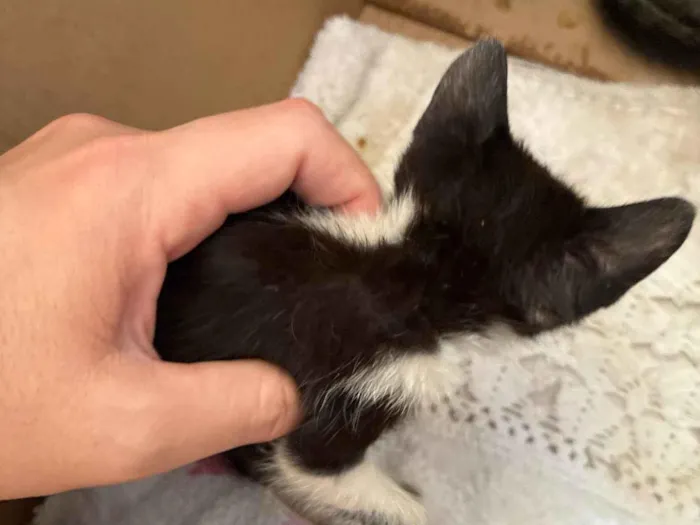 Gato ra a SRD-ViraLata idade Abaixo de 2 meses nome Sem nome