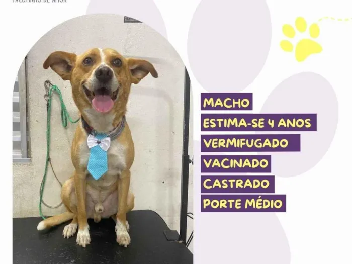 Cachorro ra a SRD-ViraLata idade 4 anos nome Chico