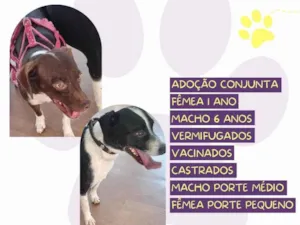Cachorro raça SRD-ViraLata idade 6 ou mais anos nome Fred e Mel