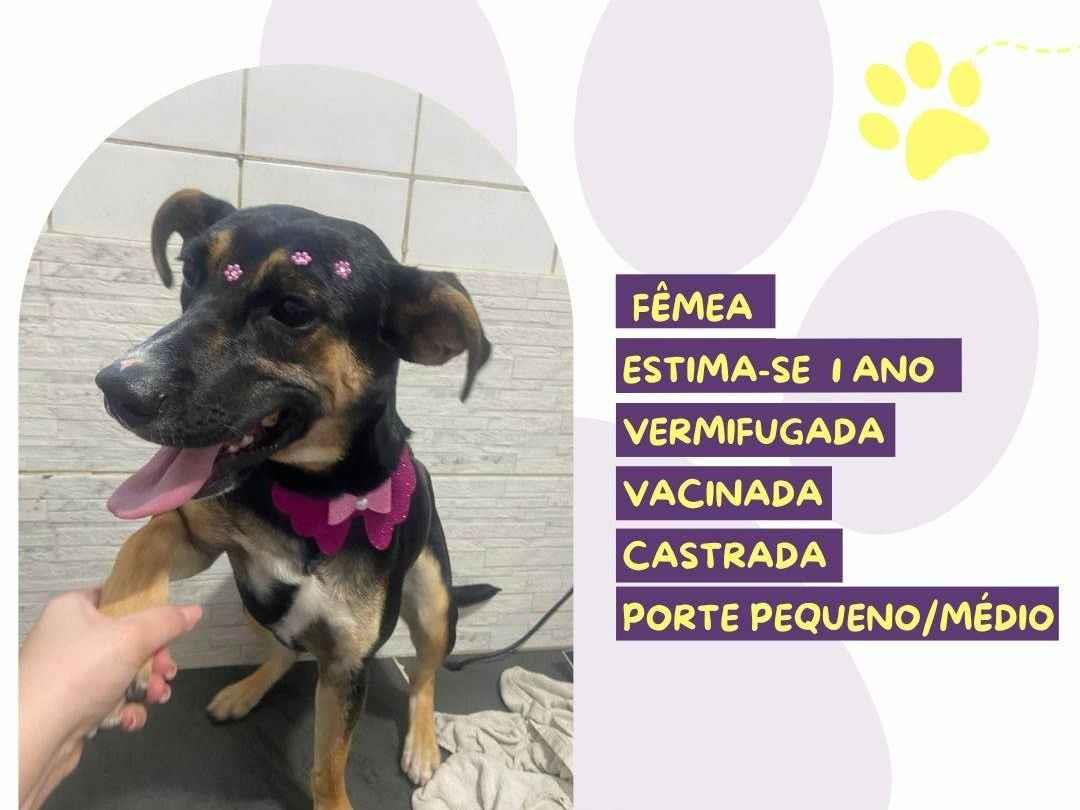 Cachorro raça SRD-ViraLata idade 1 ano nome Cléo