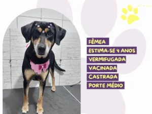 Cachorro raça SRD-ViraLata idade 4 anos nome Charlotte